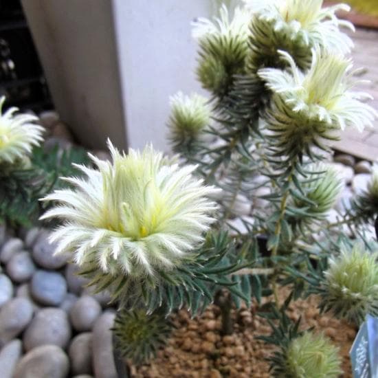 現物「フィリカ・プベッセンス ワフトフェザー」５号　Phylica