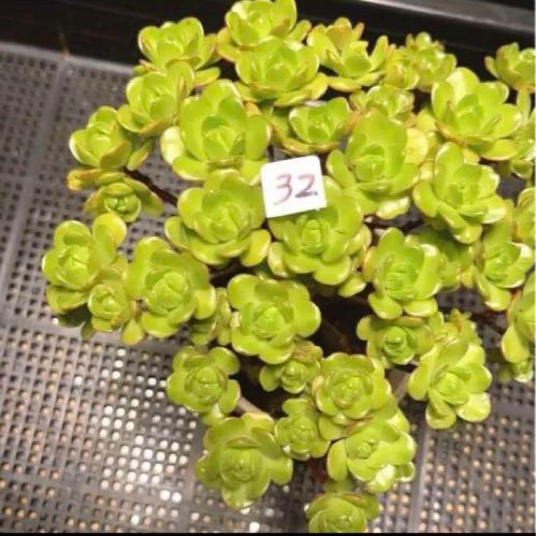 32#多肉植物アエオニウム錦❤️ サンデルシ— ❤️ 40-50頭19cm 拔き苗